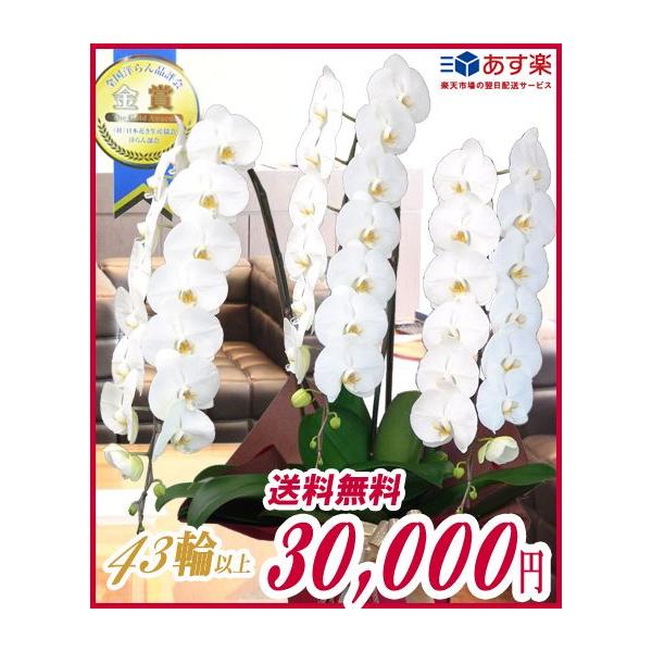 hVMtg Ӓ@ R{ 30,000~@IׂRF  sN ԃbv@@ p j Mtg  43֑O