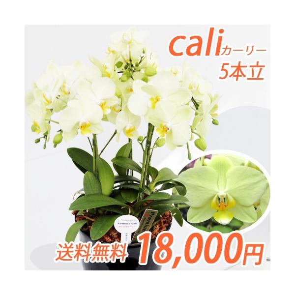 生花 胡蝶蘭 イエロー」の人気商品一覧・価格比較 - 価格.com