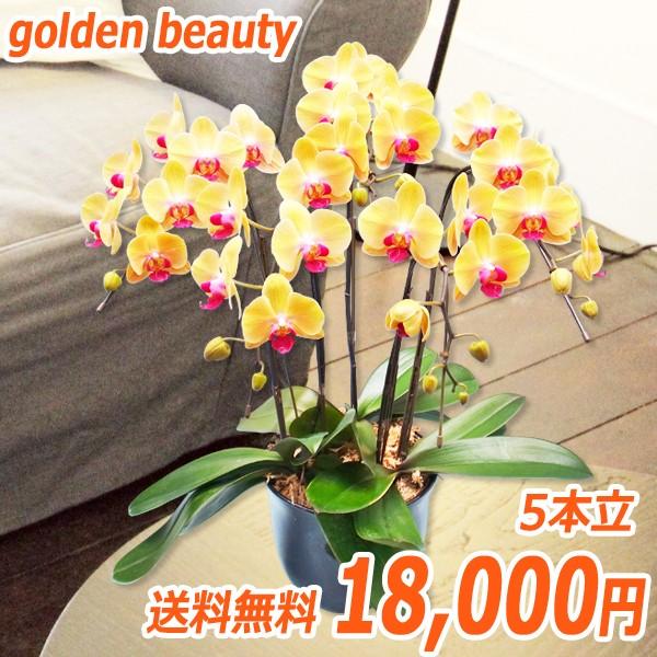 ̓Mtg ~fBӒ CG[n̓IWn5{