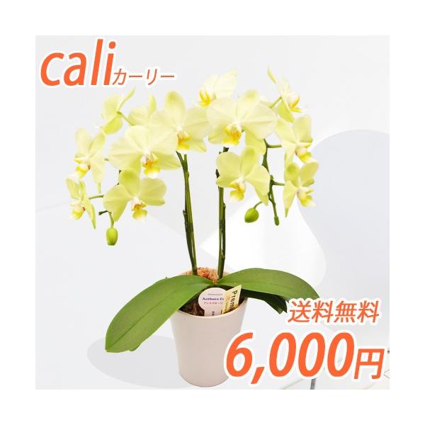 ̓Mtg EW!J[[2{@CG[nӒ