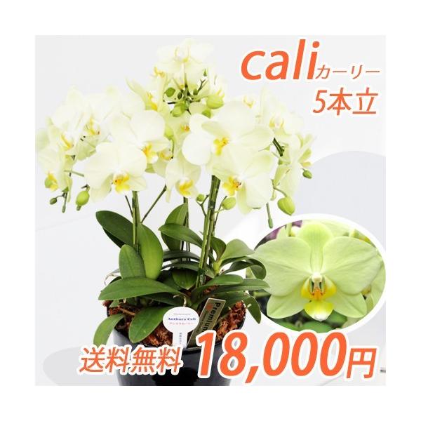 生花 胡蝶蘭 イエロー」の人気商品一覧・価格比較 - 価格.com