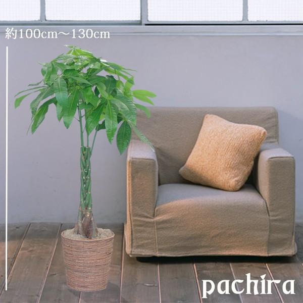 敬老ギフト 観葉植物 パキラ8号 バスケット付き 送料無料 即日発送の輝華 開店祝い 新築祝いに Gorkhasansar Com