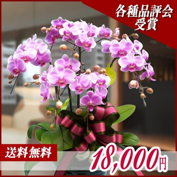 胡蝶蘭 コチョウラン ミディ ピンク 5本立 ２３ Www Cuisineenville Fr Index Php
