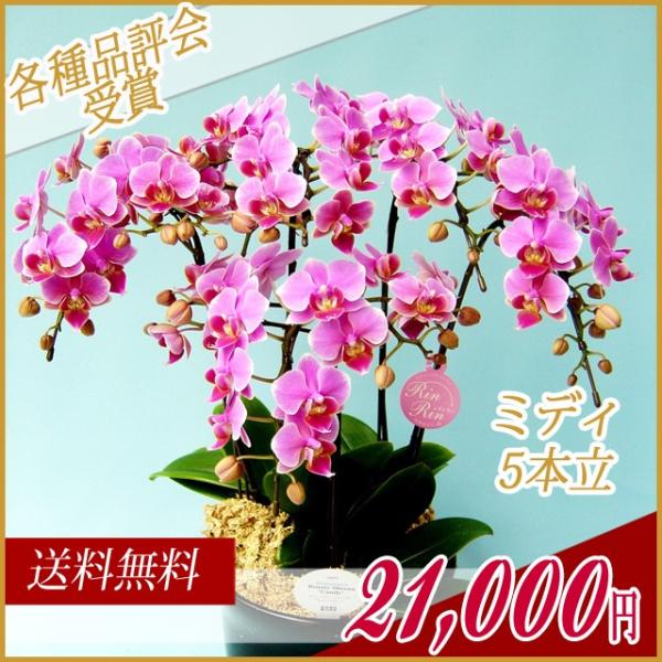 生花 胡蝶蘭 ピンク」の人気商品一覧 | 安い商品を通販サイトから探す