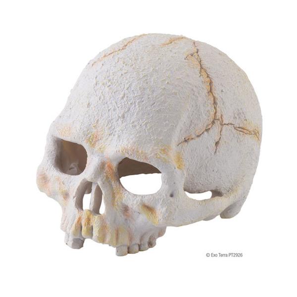 ストレスや暑さから身を守ったり、バスキングスポットにも。リアルな骸骨をモチーフとした隠れ家。購入単位：1個配送種別：在庫品Yahoo 通販 PE4490 4972547032904 ジェックス株式会社 ジェックス GEX Gex グラステラ...