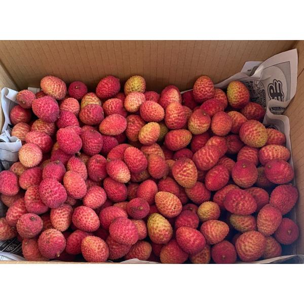 石垣島産 生ライチ 2kg