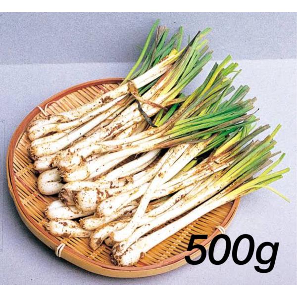 送料無料！石垣島産「島らっきょう」500g