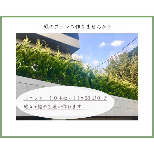 コニファー エレガンテシマ 北米スタイル 生垣 フェンス 植木 庭木 ガーデニング シンボルツリー 目隠し 約1cm 5本 セット 父の日 Buyee Buyee Japanese Proxy Service Buy From Japan Bot Online