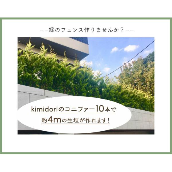 コニファー エメラルド 5本 約1cm 鉢植え ガーデン 苗 生垣 シンボルツリー 目隠し 植木 庭木 洋風 和風 クリスマスツリー エクステリア 記念樹 Buyee Buyee Japanese Proxy Service Buy From Japan Bot Online