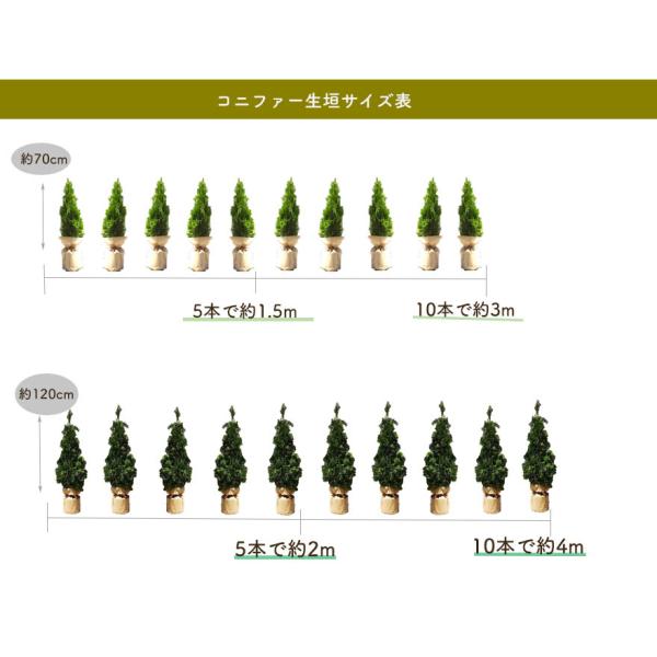 コニファー エメラルド 5本 約1cm 鉢植え ガーデン 苗 生垣 シンボルツリー 目隠し 植木 庭木 洋風 和風 クリスマスツリー エクステリア 記念樹 Buyee Buyee Japanese Proxy Service Buy From Japan Bot Online