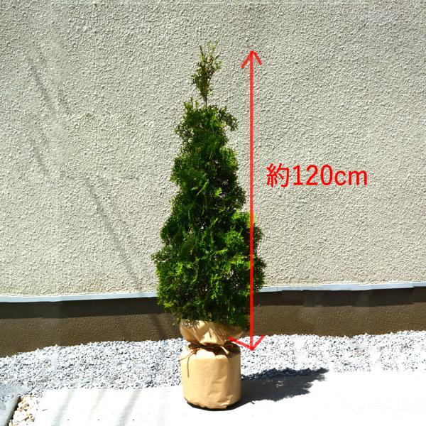 コニファー グリーンコーン 約1cm 5本セット 植木 庭木 洋風 シンボルツリー 目隠し 記念樹 エクステリア 生垣 母の日 Buyee Buyee Japanese Proxy Service Buy From Japan Bot Online