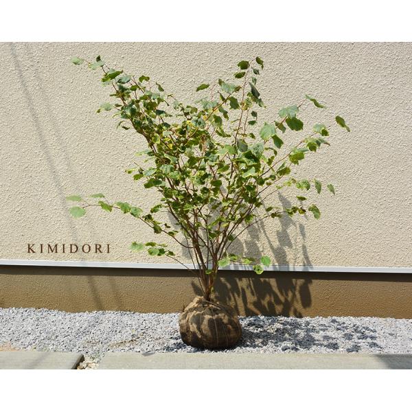 エナニシキ 恵那錦 約120cm マルバノキ 丸葉 斑入り 紅葉 植木 庭木