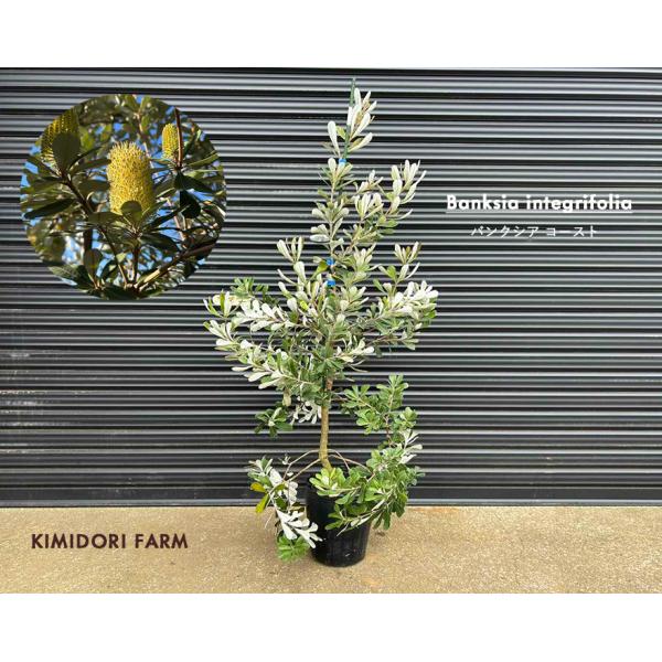 バンクシア コースト 約100-120cm 苗 植木 庭木 ガーデニング バンクシア コースト 約100-120cm 苗 植木 庭木 ガーデニング