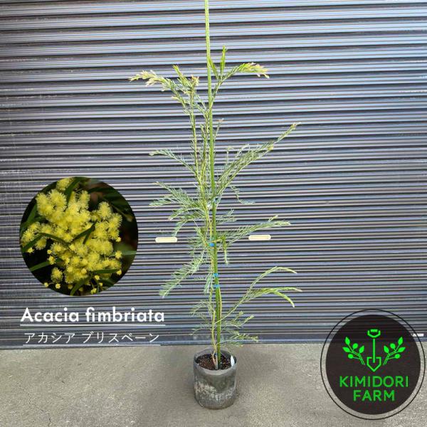 アカシア ブリスベーン ブリスベン オージープランツ オージーガーデン
