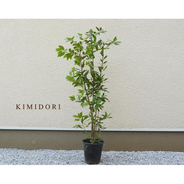 ローリエ 約70cm 月桂樹 ハーブ おしゃれ スパイス ギフト 鉢植え 植木 苗木 シンボルツリー 目隠し 庭木 ガーデニング 常緑樹 新築 記念樹 育てやすい C05 樹緑 Yahoo 店 通販 Yahoo ショッピング