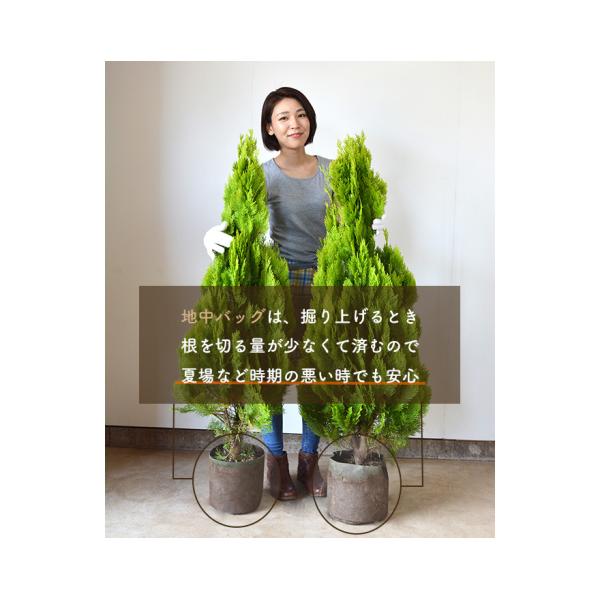 コニファー エメラルド 約1cm 4本セット ガーデニング 植木 庭木 シンボルツリー 目隠し 送料無料 生垣 フェンス 外構 Buyee Buyee 일본 통신 판매 상품 옥션의 대리 입찰 대리 구매 서비스