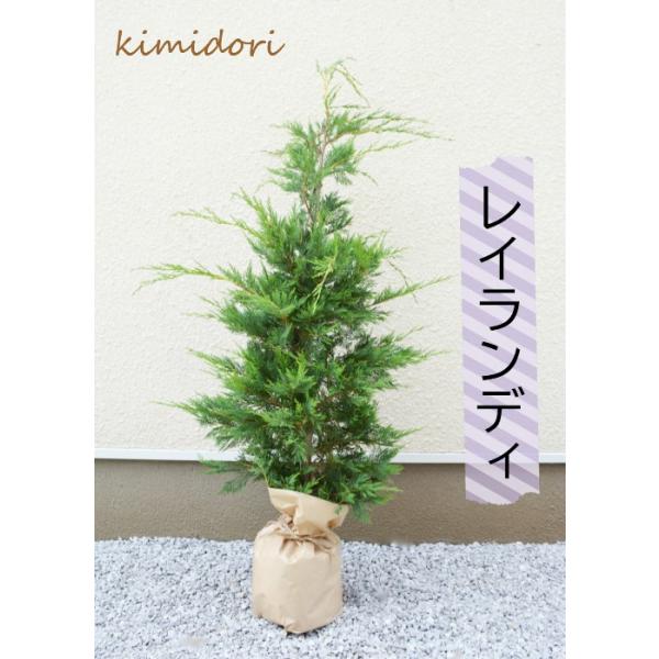 新元号 令和 無料枯れ保証 北米スタイル 室内 洋風 シンボルツリー 4本セット 目隠し 送料無料 コニファー レイランディ 約1cm セット Buyee Buyee 提供一站式最全面最专业现地yahoo Japan拍卖代bid代拍代购服务 Bot Online