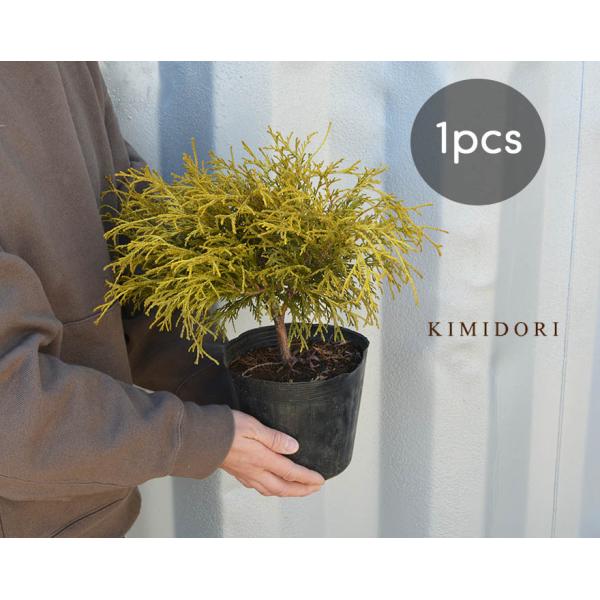 kimidori-onlineshop_goldenmop