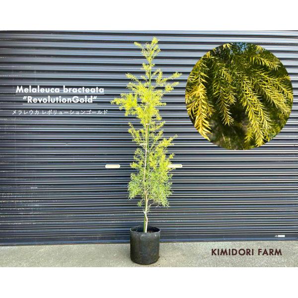 kimidori-onlineshop_ko-revo