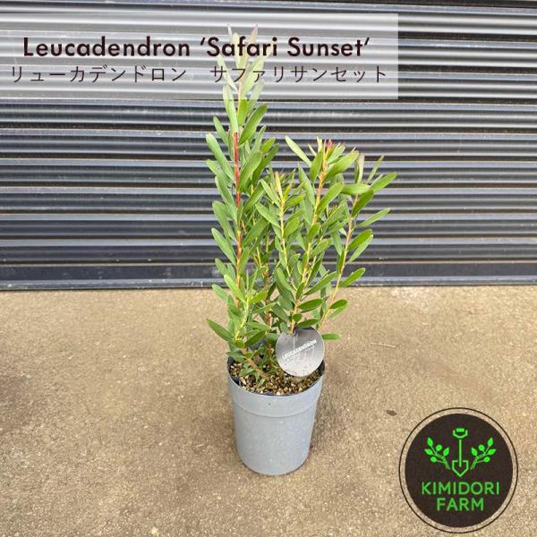 リューカデンドロン Safari Sunset サファリサンセット 苗木 植木