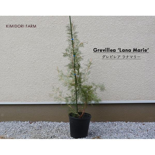グレヴィレア ラナマリー