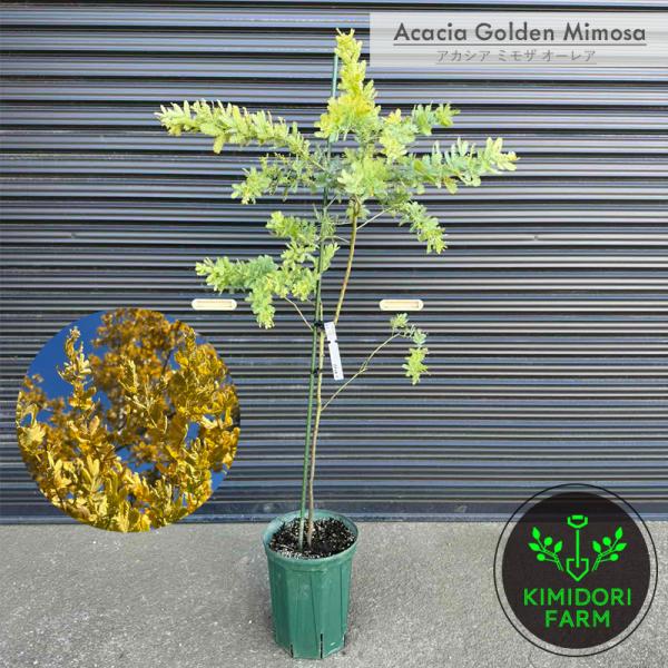 kimidori-onlineshop_mimosa-orea