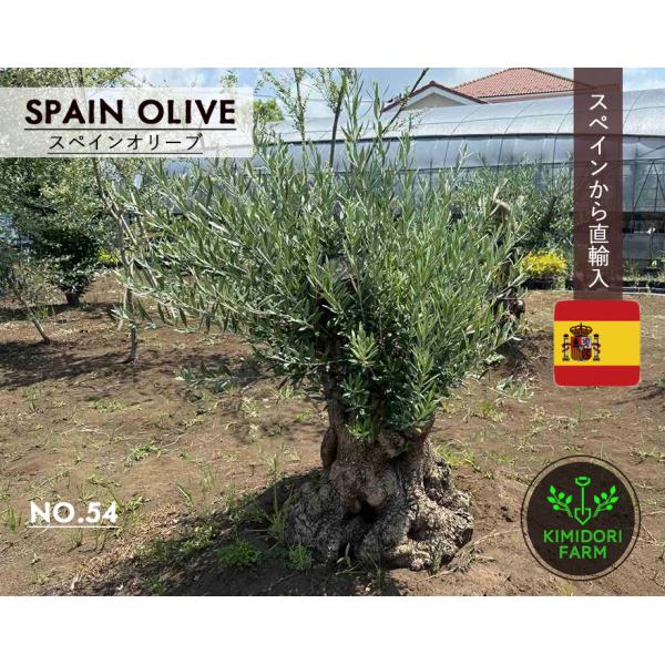 スペインオリーブ 古木 NO.54 オリーブの木 シンボルツリー 輸入 植木