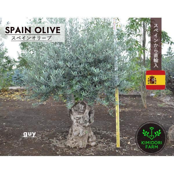 スペイン古木オリーブ Old olive × fang 古木オリーブ – ELBAZ GREEN STORE