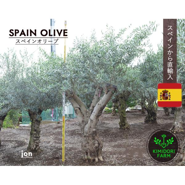 オリーブ古木　今週末まで 樹齢250年 古木オリーブ #古木オリーブ #オリーブ古木 #オールド