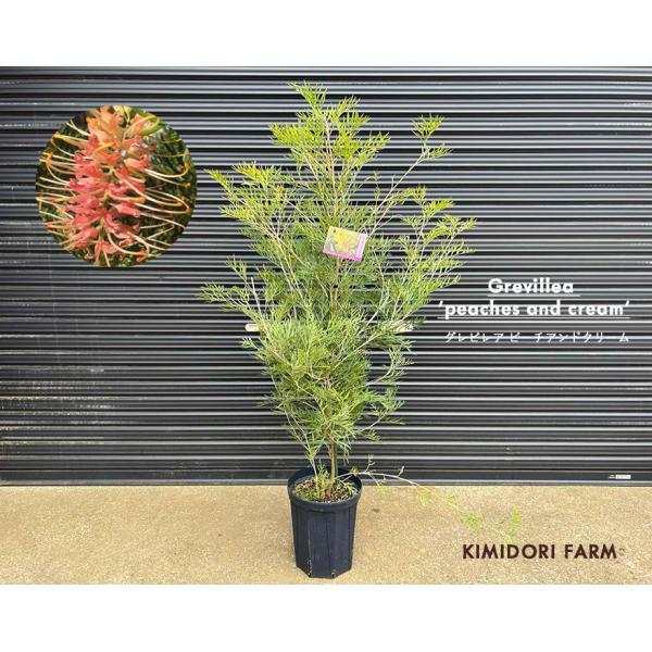 グレビレア ピーチアンドクリーム グレヴィレア オージープランツ
