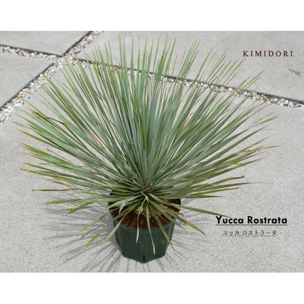 kimidori-onlineshop_rost kimidori-onlineshop_rost