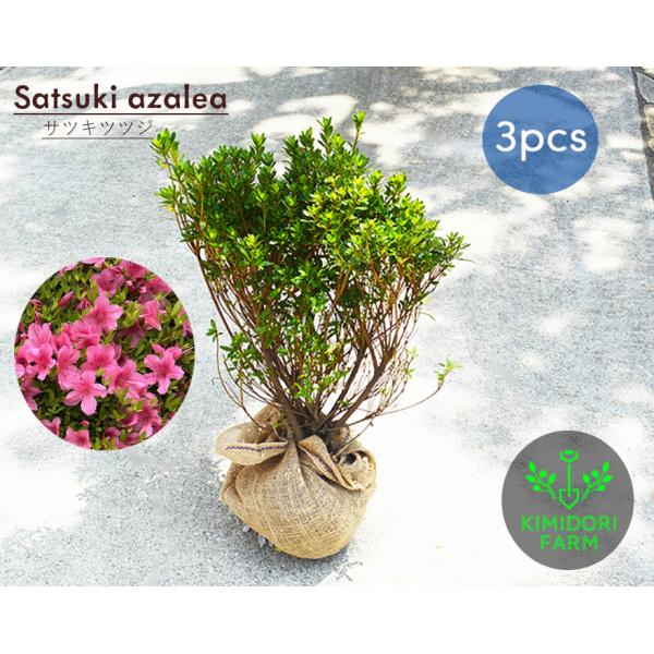 ツツジの咲く頃(フレーム付き) ツツジの咲く頃(フレーム付き) tsutsuji-j018-12set.jpg?fitin=