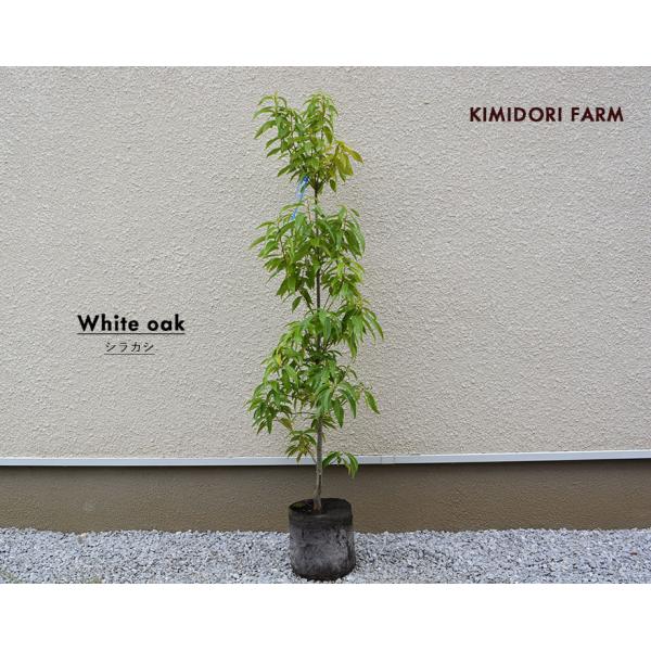 シラカシ 2m 掘りとり シンボルツリー 目隠し 庭 庭木 植物生活雑貨