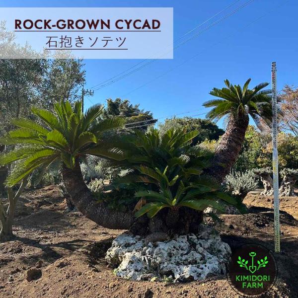 石抱きソテツ 蘇鉄 ロックガーデン 大型 植栽 植木 常緑樹 希少