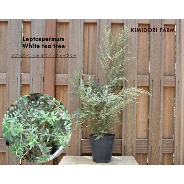 【新品】ドテラ　ジンジャー　ユーカリプタス　ティーツリー ティーツリー | doTERRA エッセンシャルオイル | doTERRA