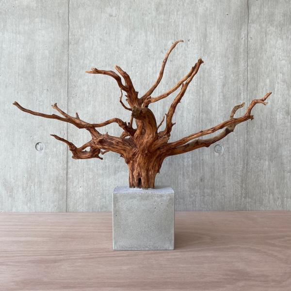 kimikougei_concrete-bonsai-l- kimikougei_concrete-bonsai-l-