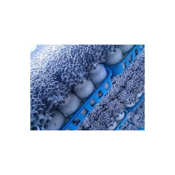 ��M�B�Y �J�b�g�ԂȂ��߂� 6kg�i1.5kg�~4�j ���i�摜2