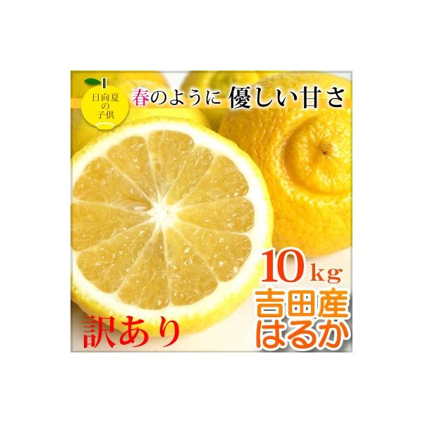 商品説明商品名：はるか 訳あり生産地：愛媛県サイズ：サイズ混合保存について柑橘類は密封せず、通気性のある冷暗所で保存して下さい。当店の柑橘類は全てワックスや防腐剤を使用しておりませんので、お早めに（１週間〜10日を目安に）お召し上がりくださ...