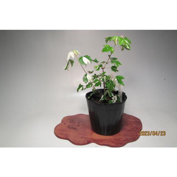 かえで様　房5キロ　お盆後 kinako-8-shiro-6_0521