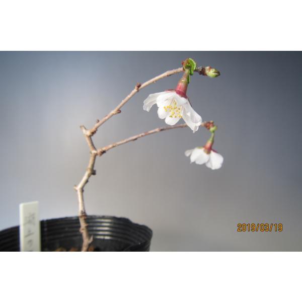 雲竜性 富士桜　湖上の舞