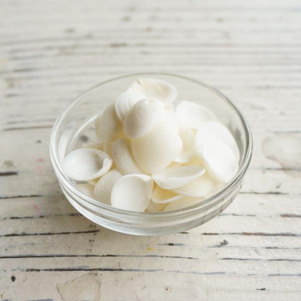 ジェルキャンドル製作に使用できる貝殻です。