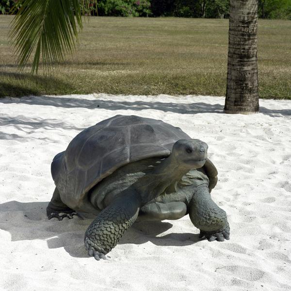 動物 オブジェ ガラパゴスの陸亀 ガラパゴスゾウガメ Galapagos