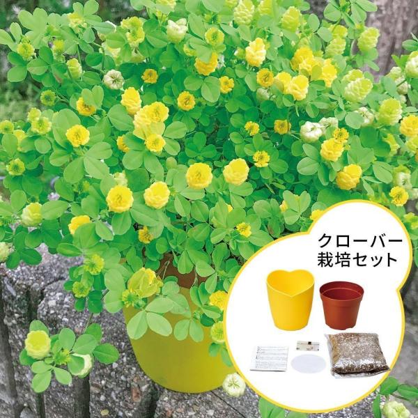 クローバー 栽培セット 種の人気商品 通販 価格比較 価格 Com