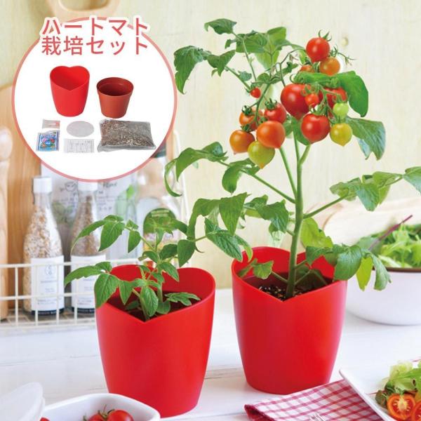 トマト 栽培セットの人気商品 通販 価格比較 価格 Com