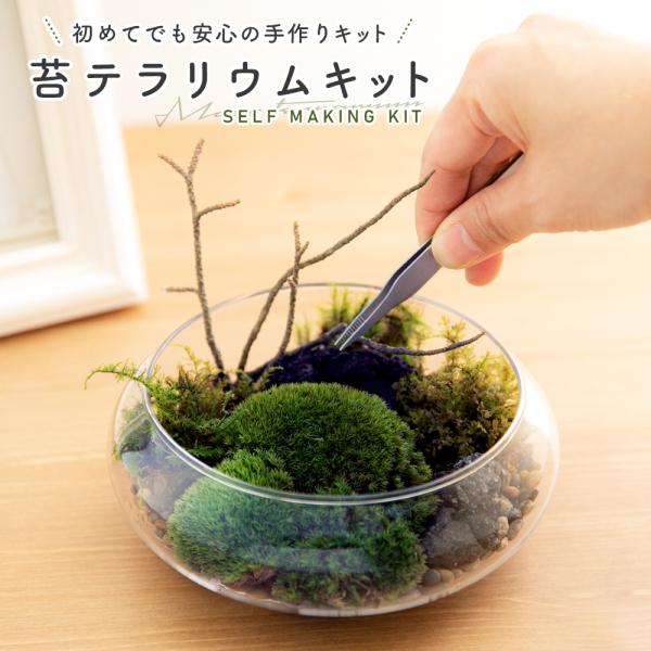 苔 テラリウム プレゼント 植木 盆栽の人気商品 通販 価格比較 価格 Com