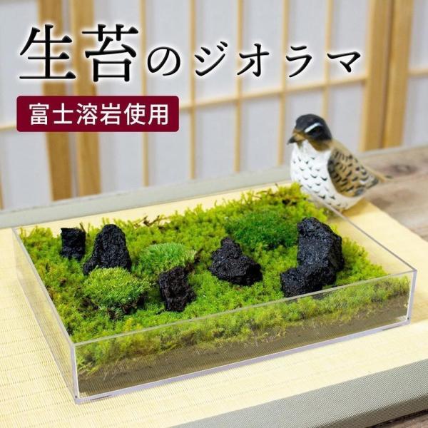 スナゴケ テラリウムの人気商品 通販 価格比較 価格 Com