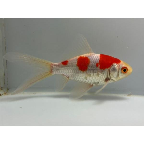 コメット 1番 全長約15 5センチ 金魚 Kingyo 金魚生体 きんぎょ Comet 1 002 きんぎょ本舗 通販 Yahoo ショッピング