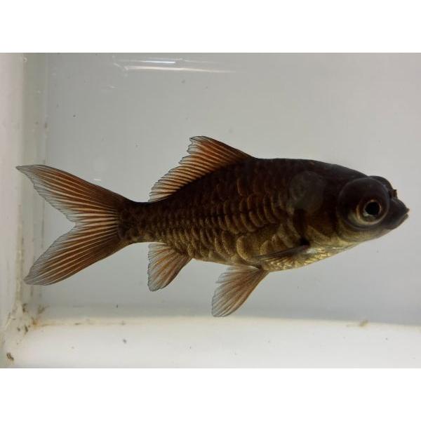 楽天ランキング1位 流通量の少ないアルビノの出目金 きんぎょ 金魚生体 Kingyo 金魚 全長約11 5センチ 2番 黒白デメキンst 観賞魚生体 Www Smssvg Org