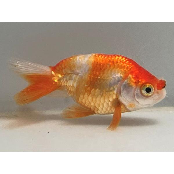 らんちゅう花房 15番 全長約9 5センチ 金魚 Kingyo 金魚生体 きんぎょ Hanafusa 011 きんぎょ本舗 通販 Yahoo ショッピング