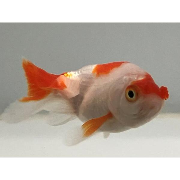 らんちゅう花房 12番 全長約9 5センチ 金魚 Kingyo 金魚生体 きんぎょ Hanahusa 014 きんぎょ本舗 通販 Yahoo ショッピング